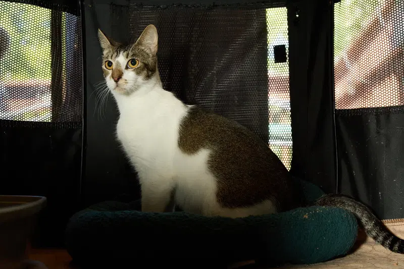 Daisy, photo 2