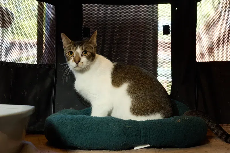 Daisy, photo 3