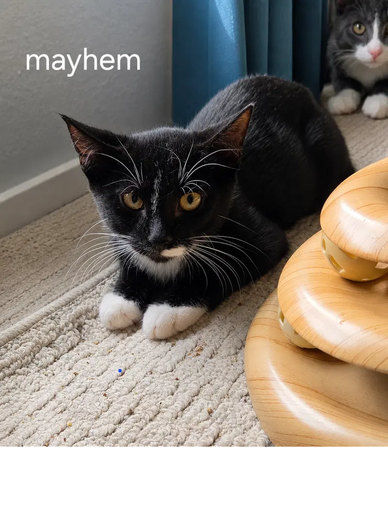 Mayhem, photo 2