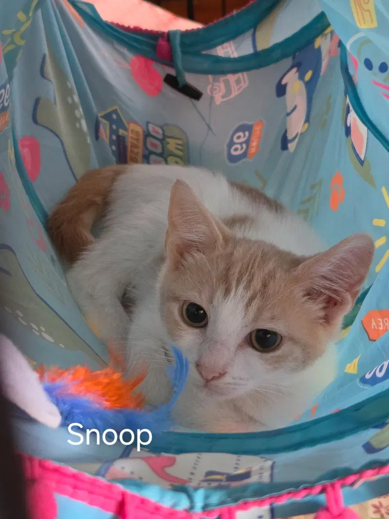 Snoop, photo 2