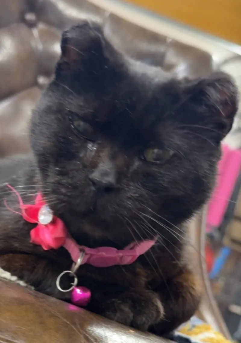 Amanda, a female cat up for adoption