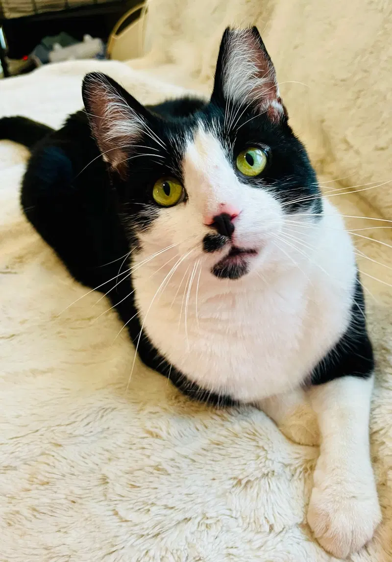 Anders, a young male cat up for adoption