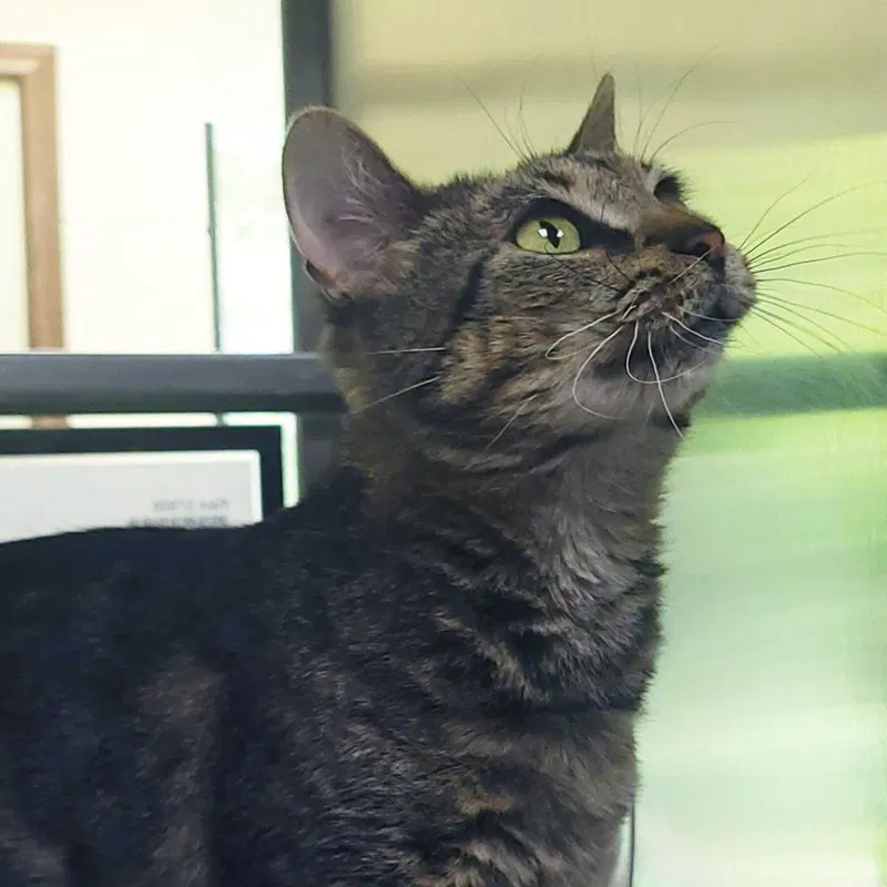 Pam, a senior female cat up for adoption