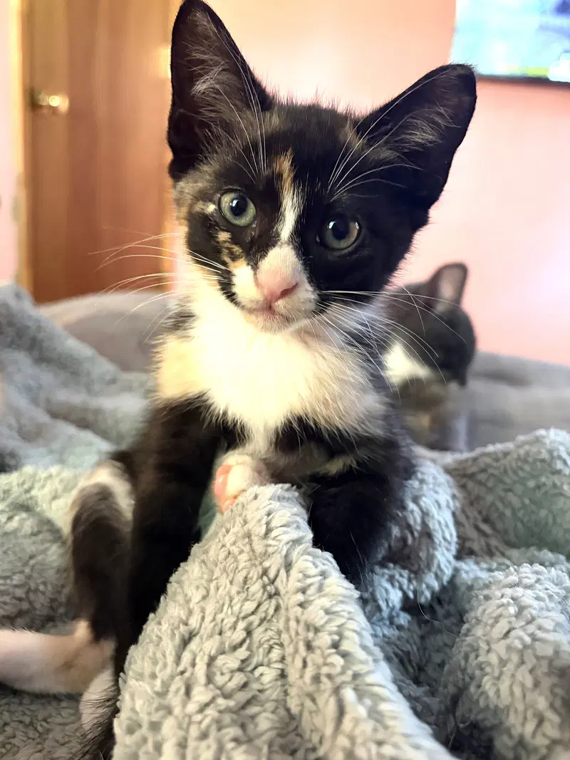 Kitten Ivy, photo 2
