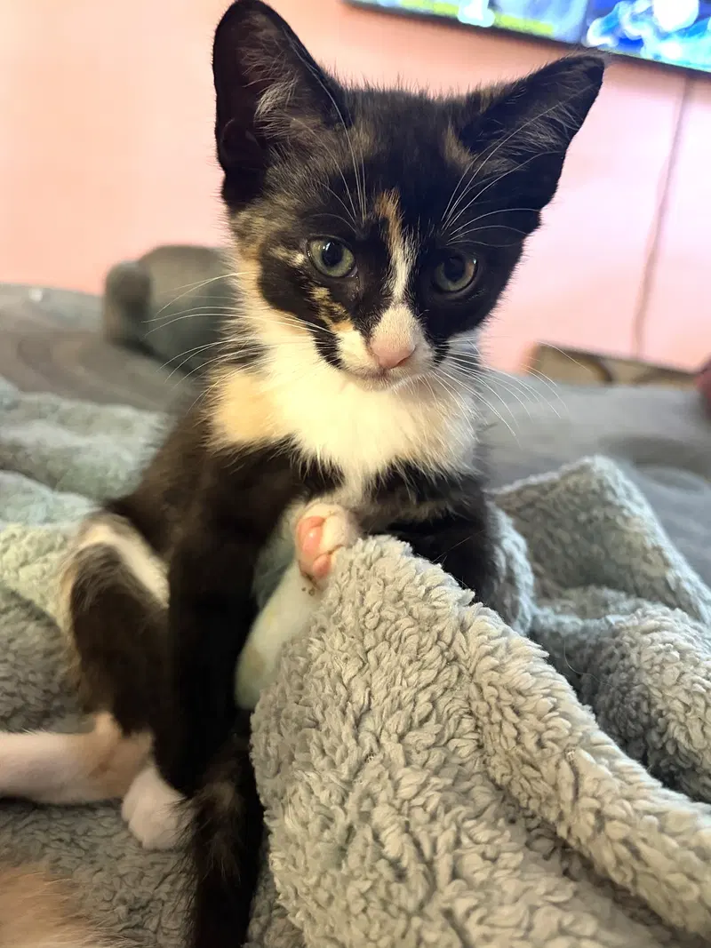 Kitten Ivy, photo 3