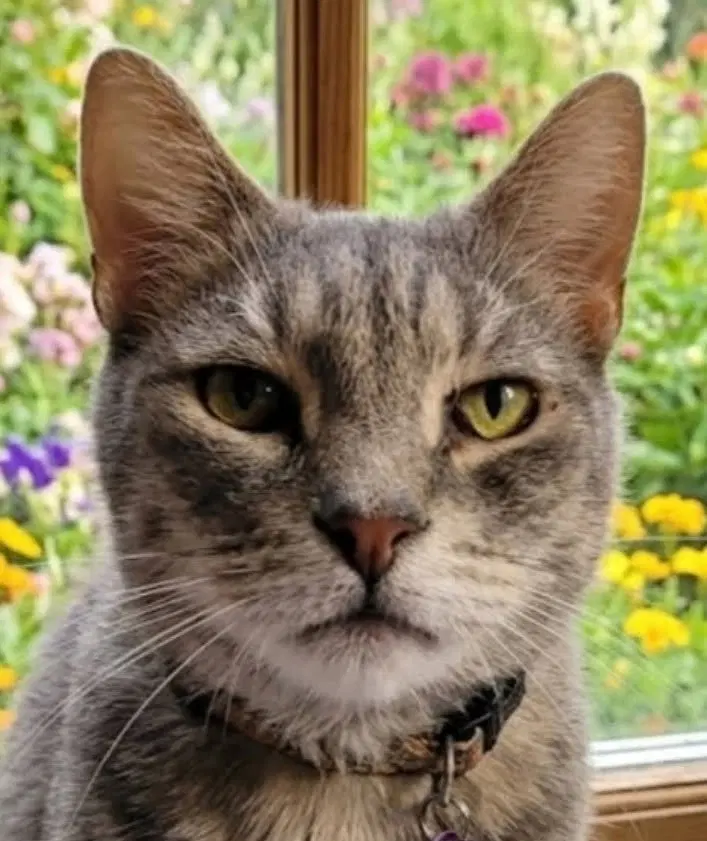Sensei, an adult male cat up for adoption