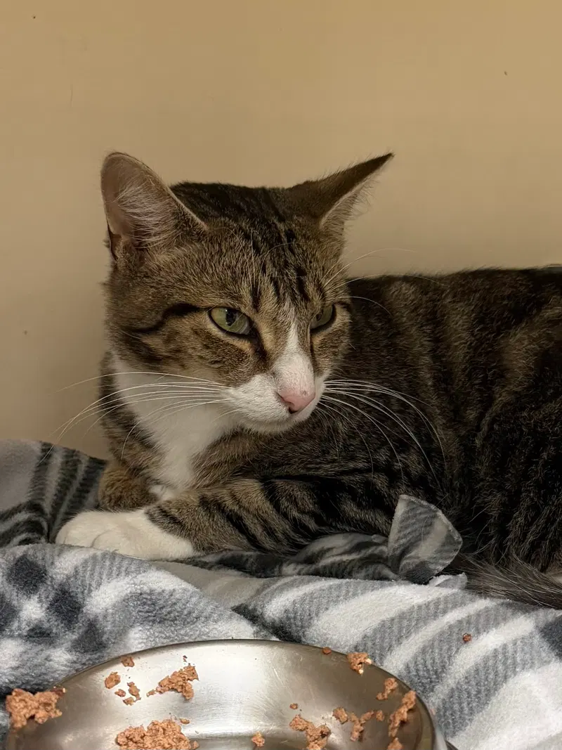 Shed RM, an adult male cat up for adoption