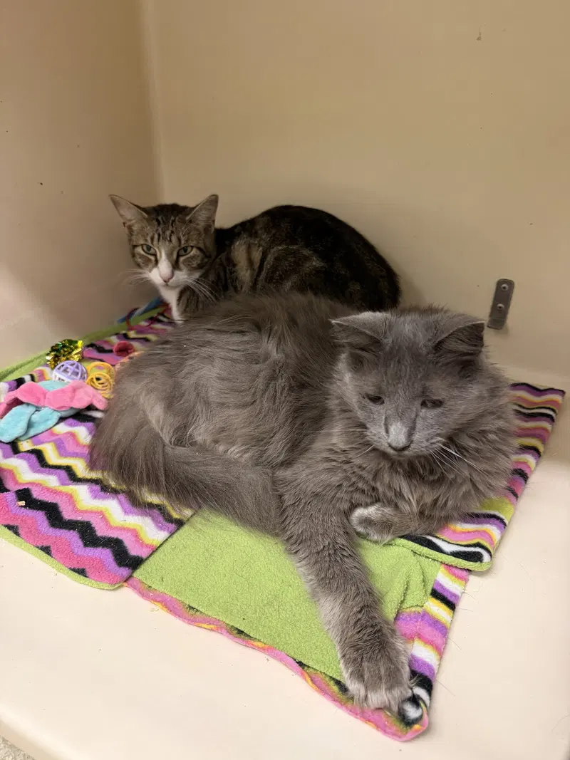 Smokey RM, an adult female cat up for adoption