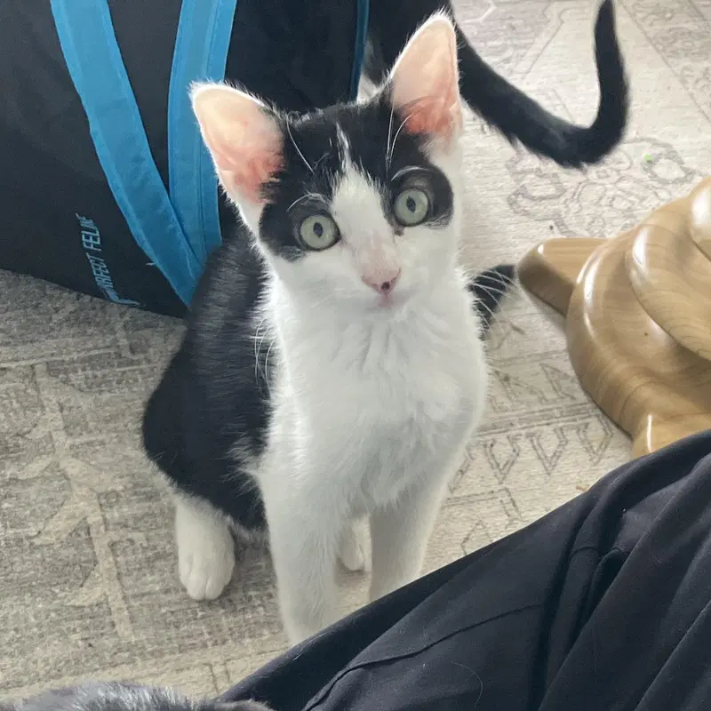 Huntress, a female kitten up for adoption