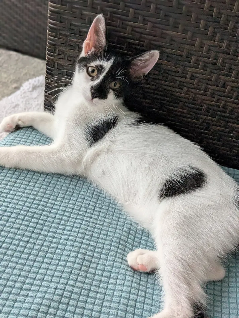 P Dot, a male kitten up for adoption