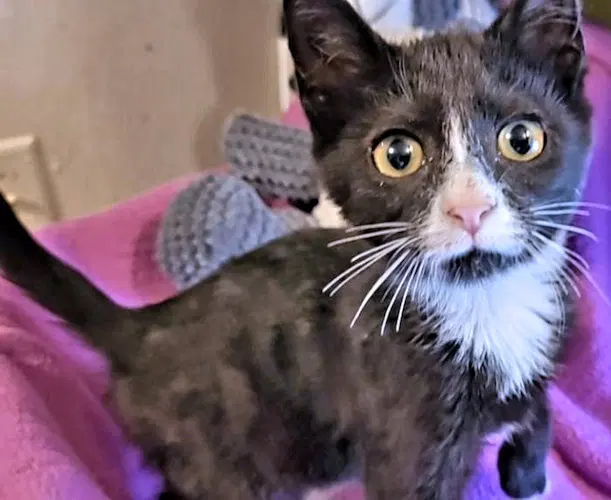 Gloria, a female kitten up for adoption