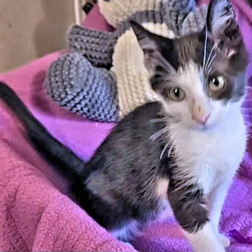 Jacob, a male kitten up for adoption