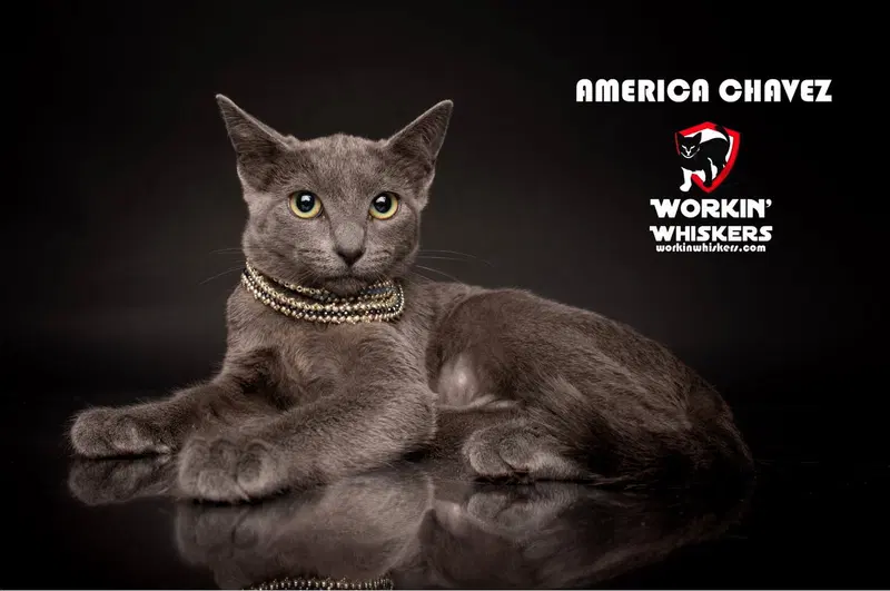 America Chavez, a female Russian Blue kitten up for adoption