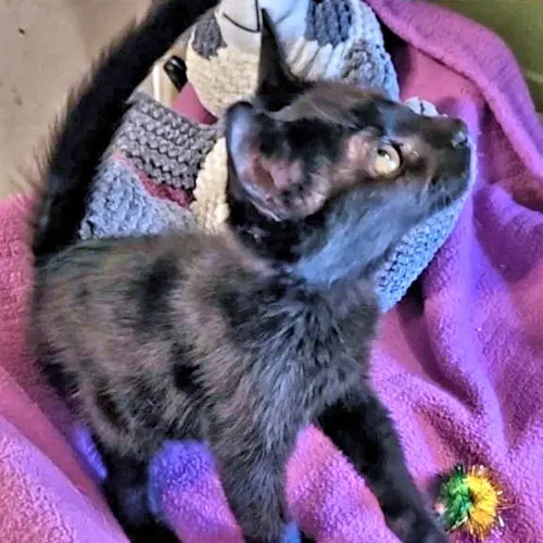 Sam, a female kitten up for adoption