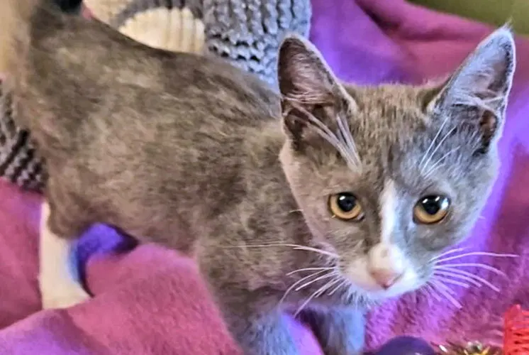 Tabitha, a female kitten up for adoption