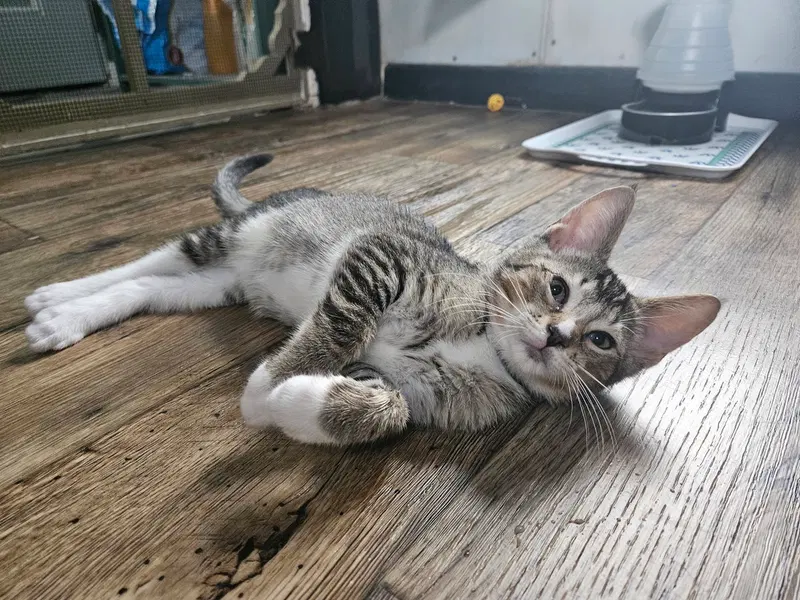 Pawliver, photo 4