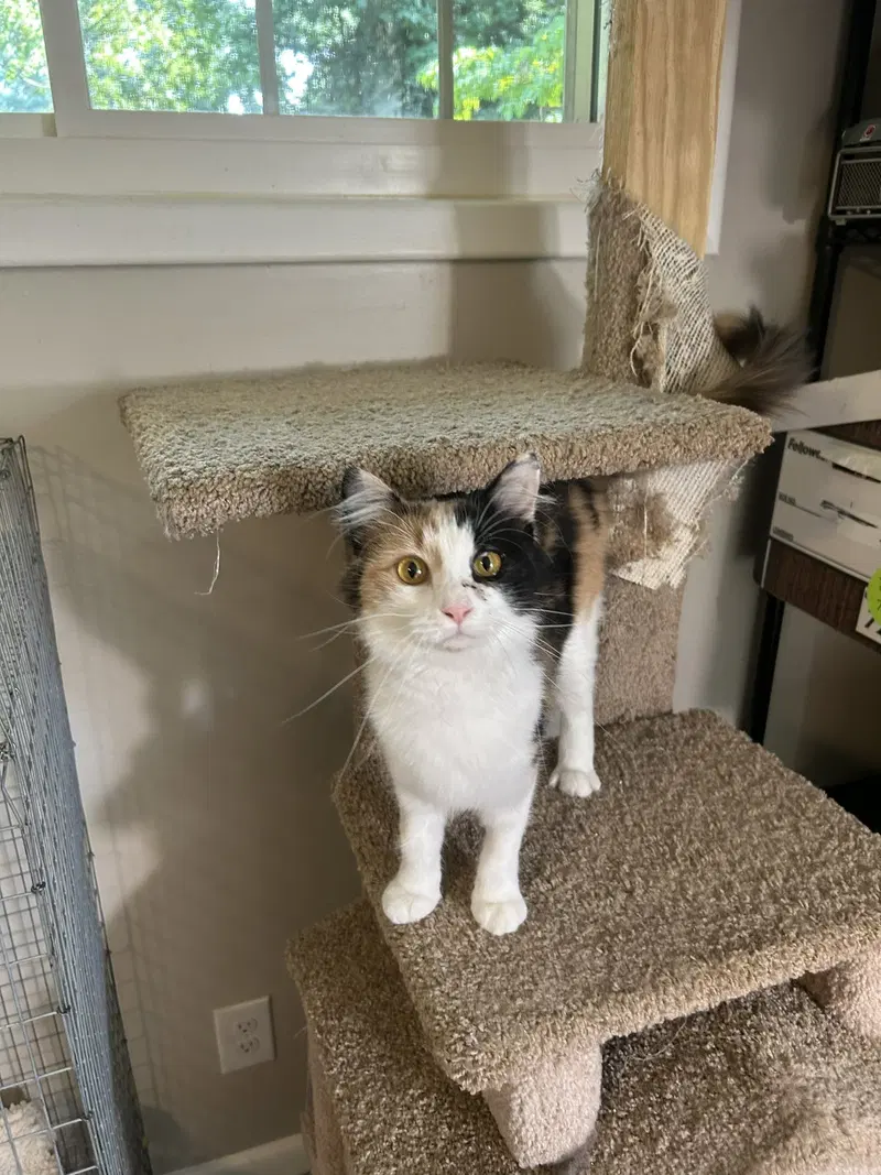 Callie Kitten, photo 3