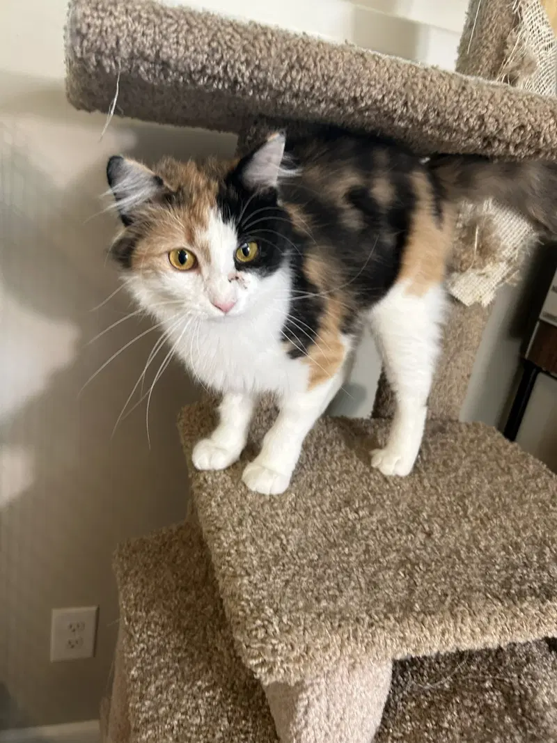 Callie Kitten, photo 8