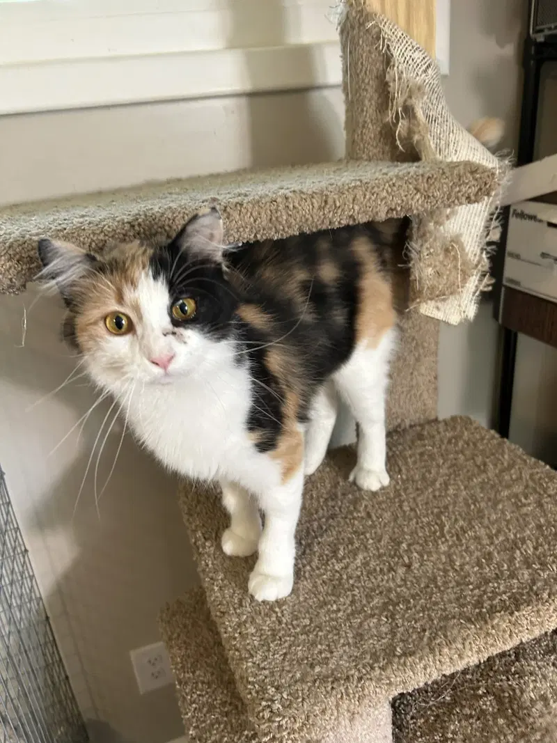 Callie Kitten, photo 6