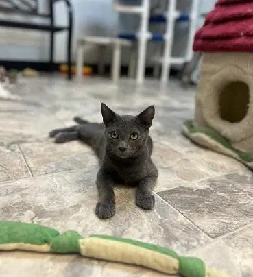 Cat 27999, a young male Russian Blue cat up for adoption