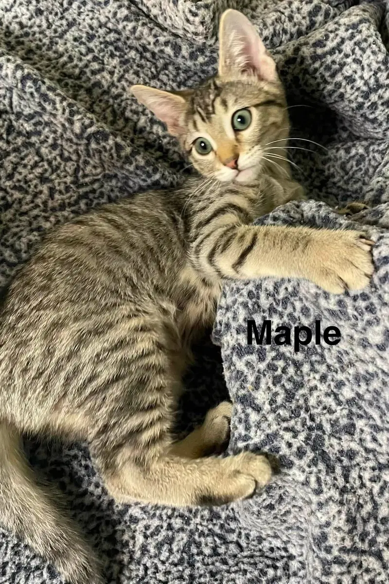 Maple Syrup, photo 4