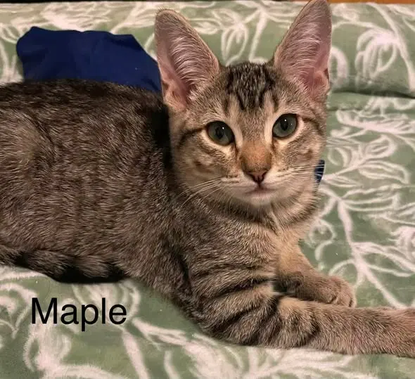 Maple Syrup, photo 5