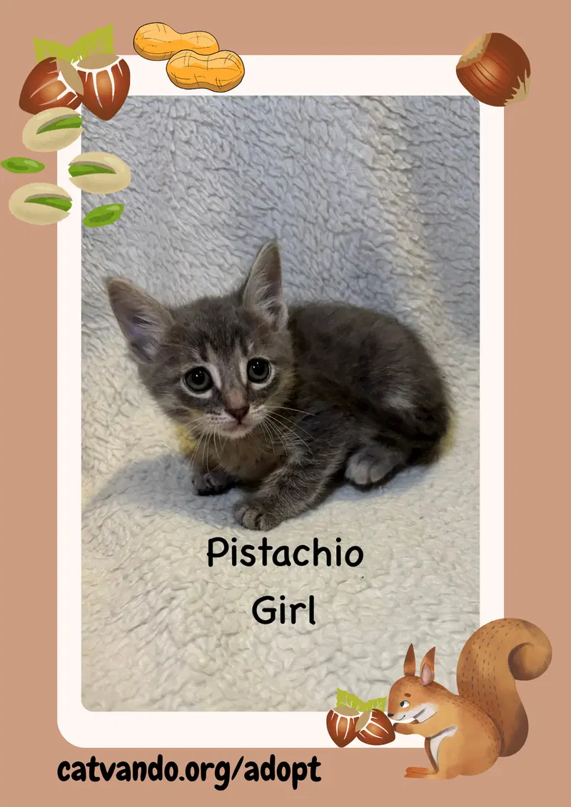 Pistachio, photo 3