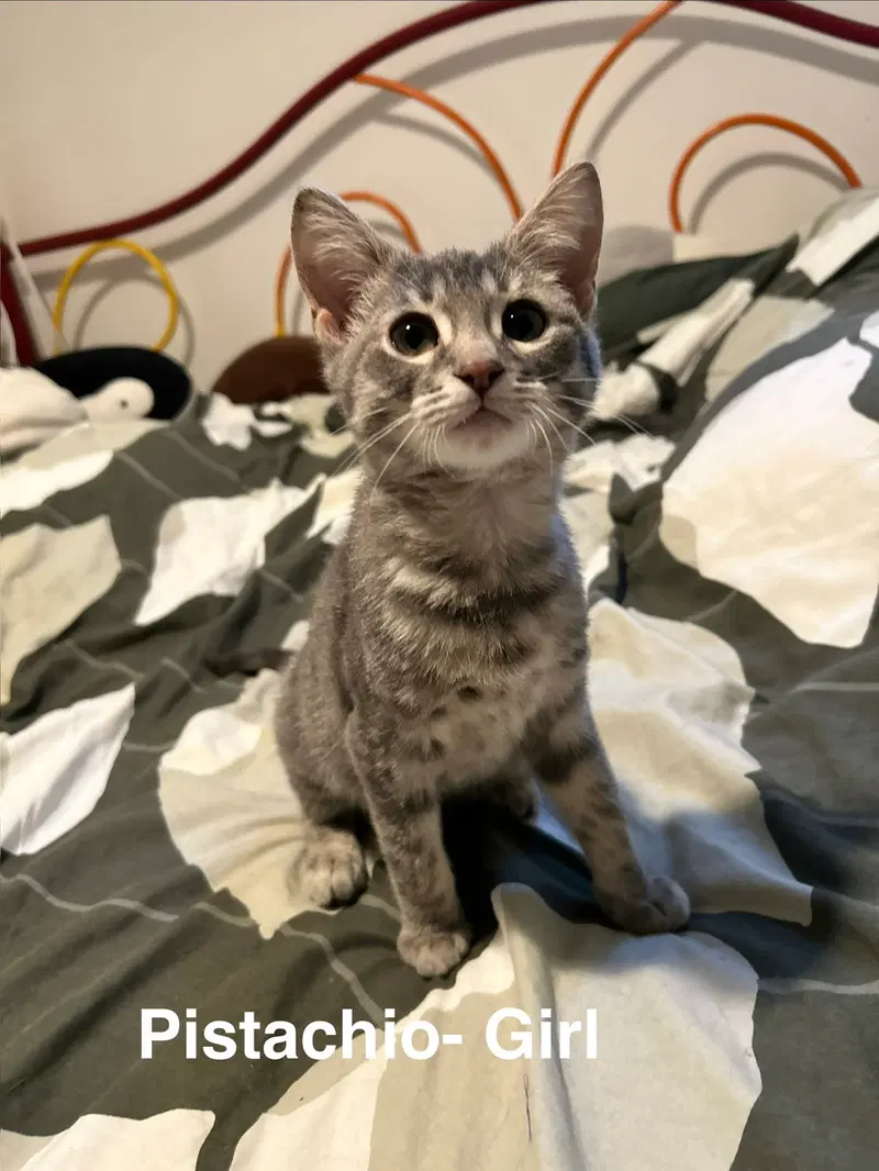 Pistachio, a female Tabby kitten up for adoption