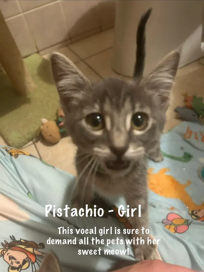Pistachio, photo 4