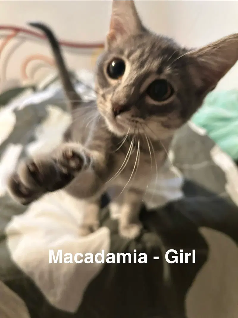 Macadamia, photo 2