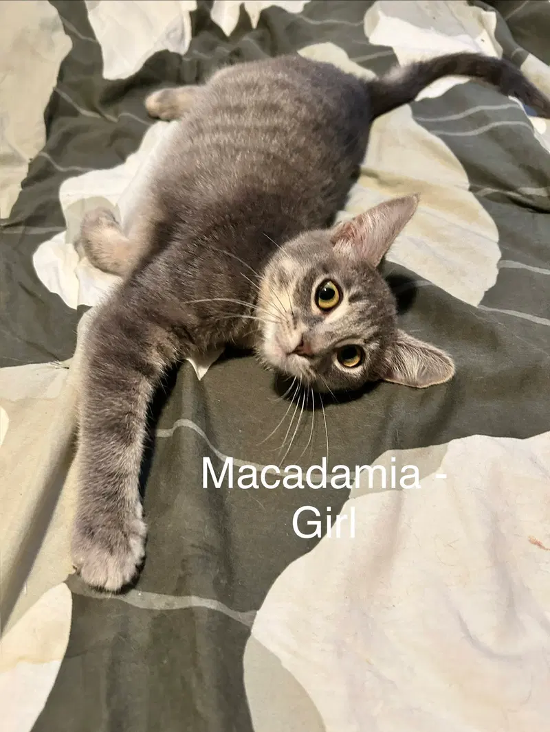 Macadamia, photo 3