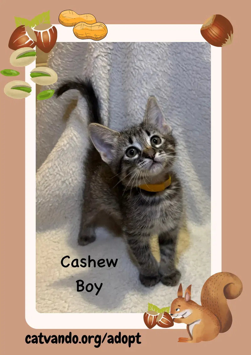 Cashew, a male Tabby kitten up for adoption