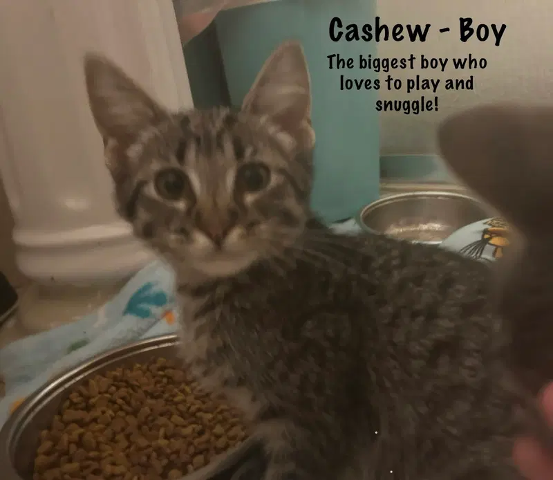 Cashew, photo 3