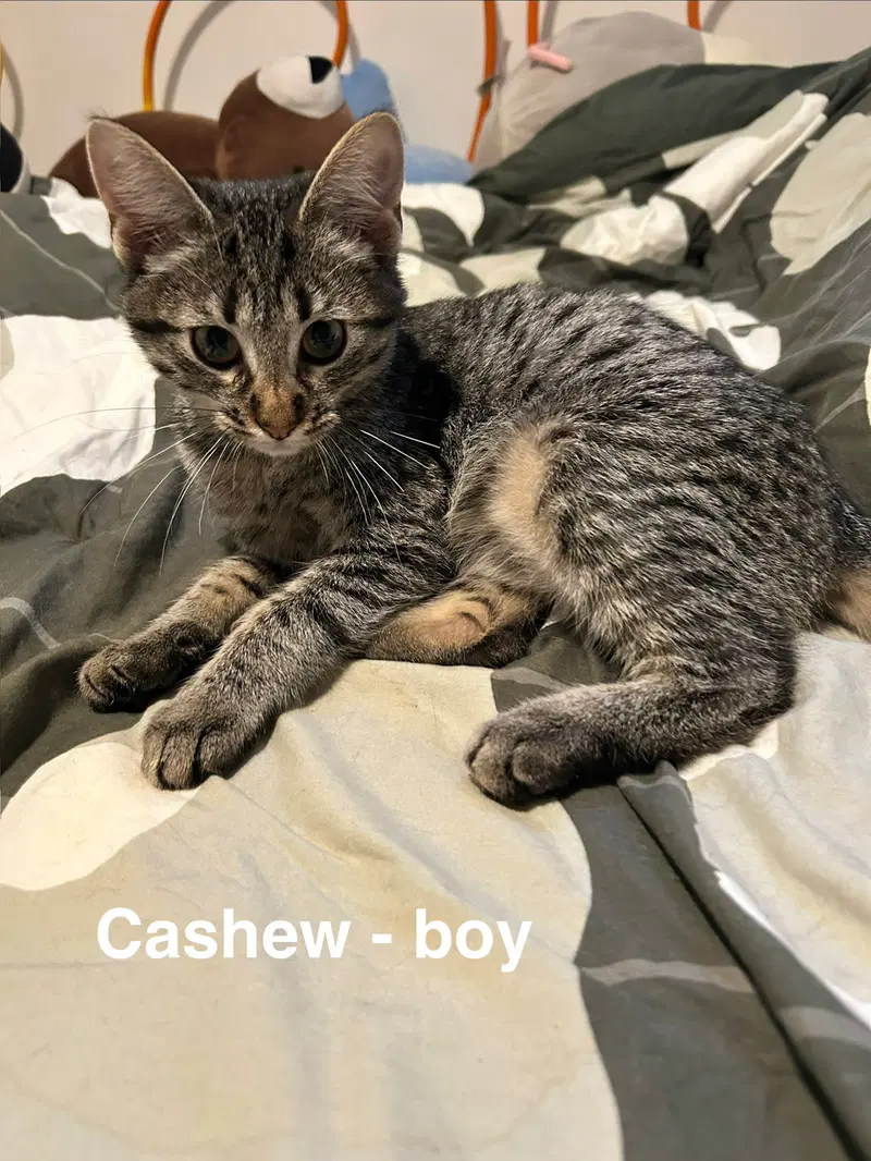 Cashew, photo 2