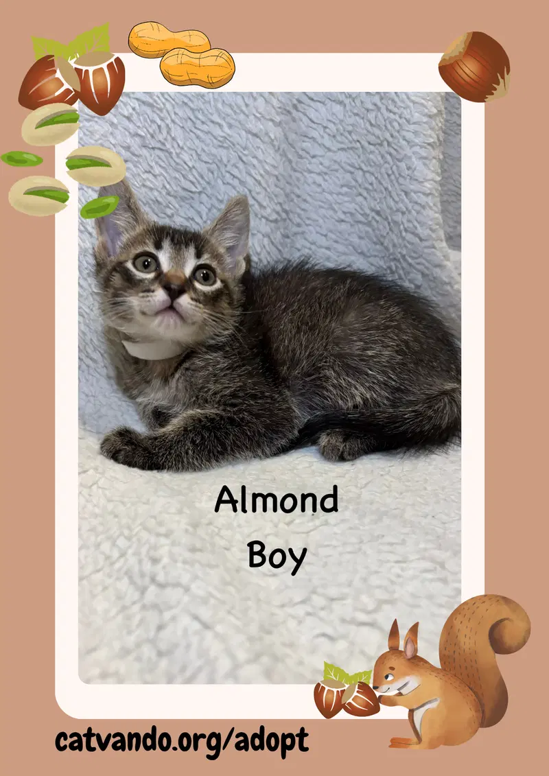 Almond, a male Tabby kitten up for adoption