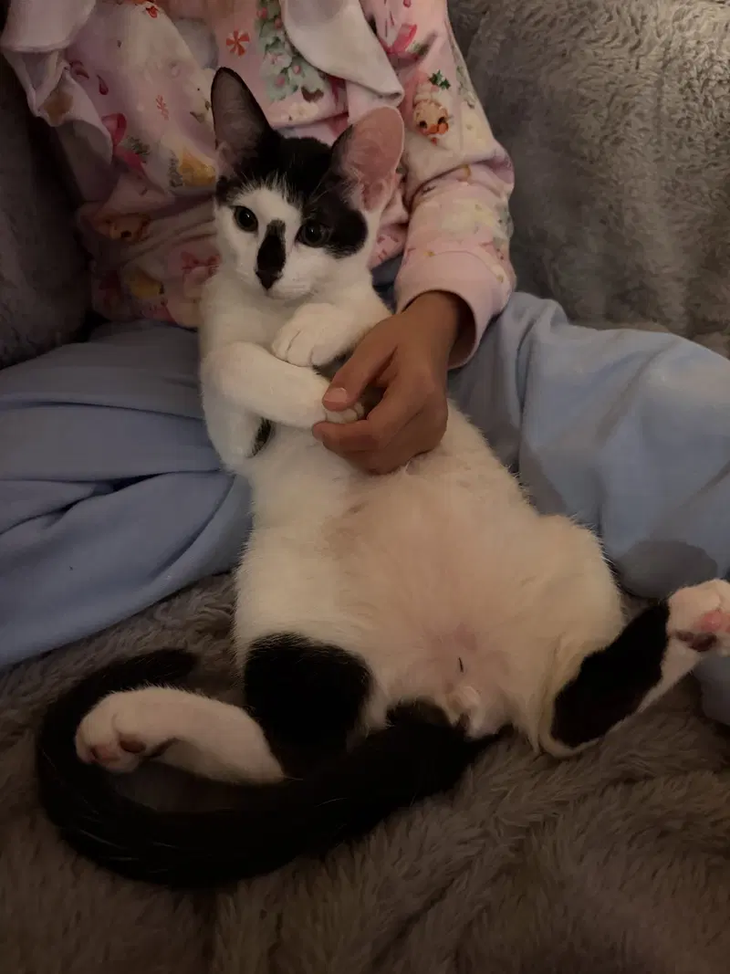 Moo, photo 9
