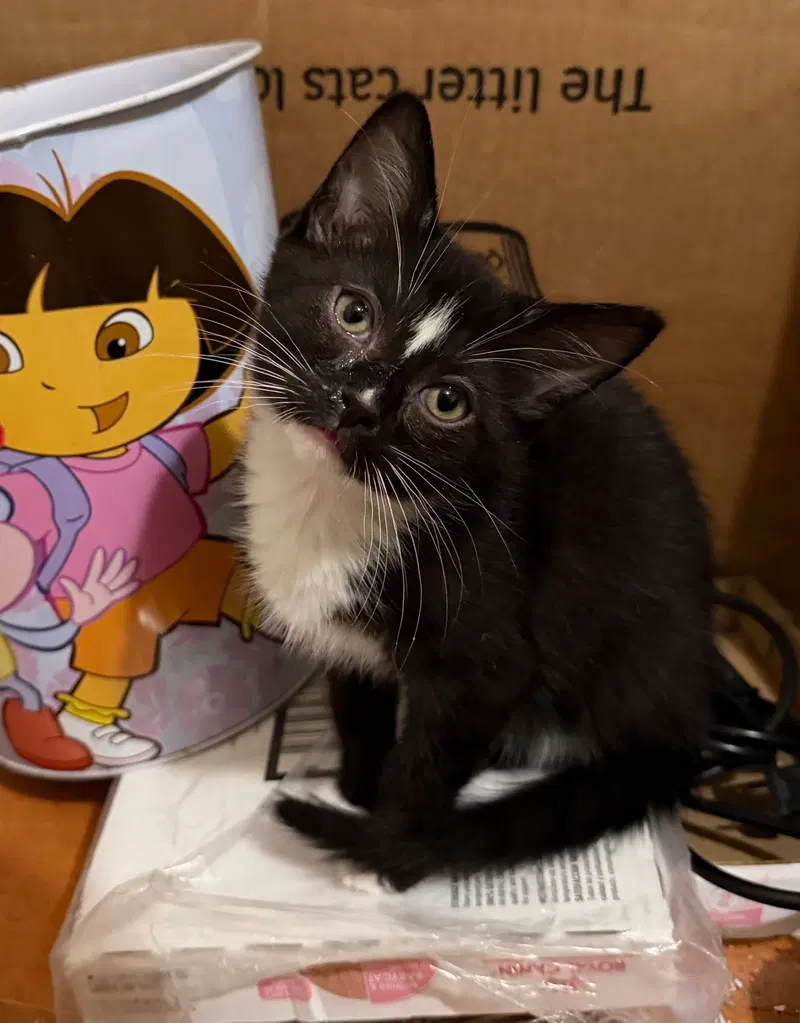 Umbreon, photo 6
