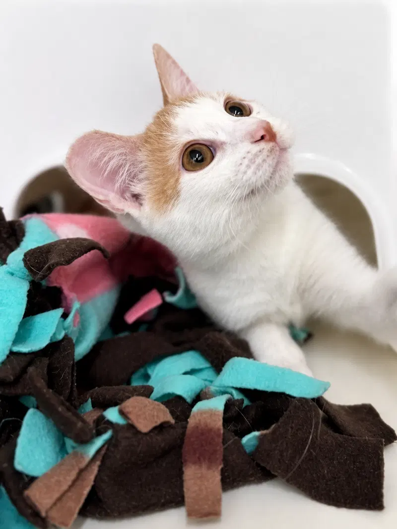 Little Egg, a young male cat up for adoption