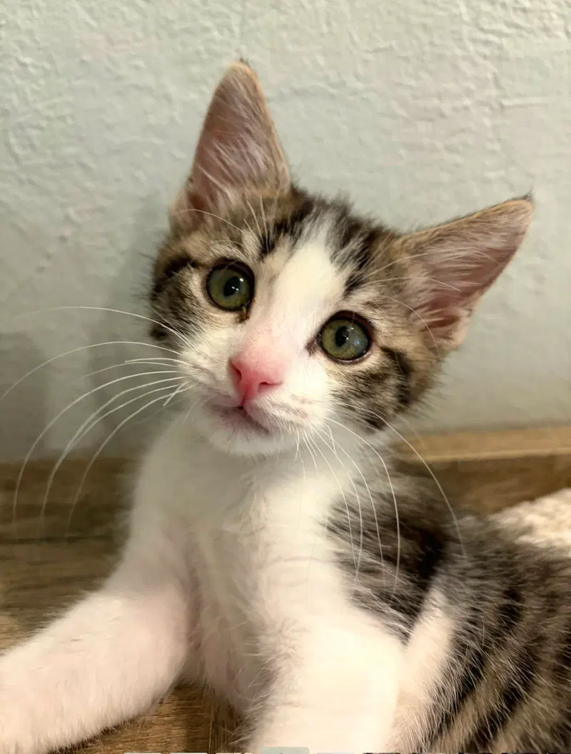 Kassidy, a young female Tabby cat up for adoption