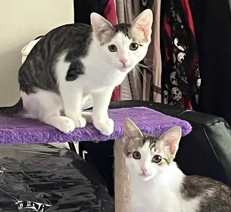 Loki and Lyra, male kittens up for adoption