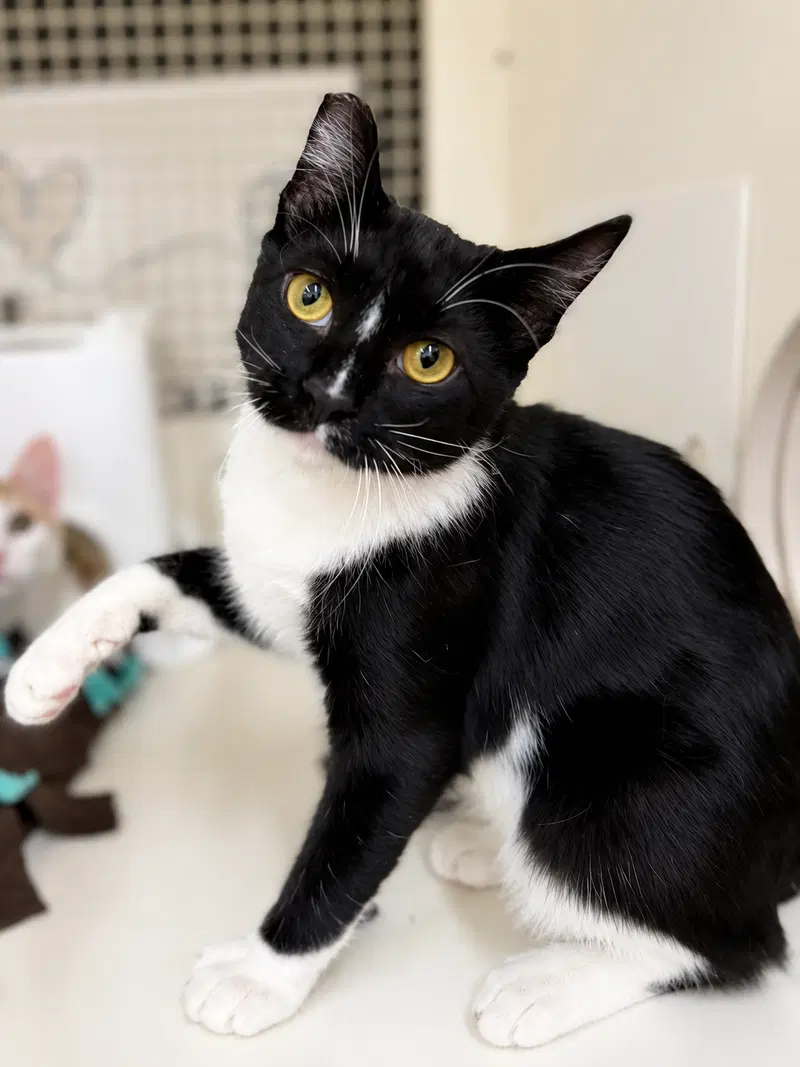 Robin, a young male cat up for adoption