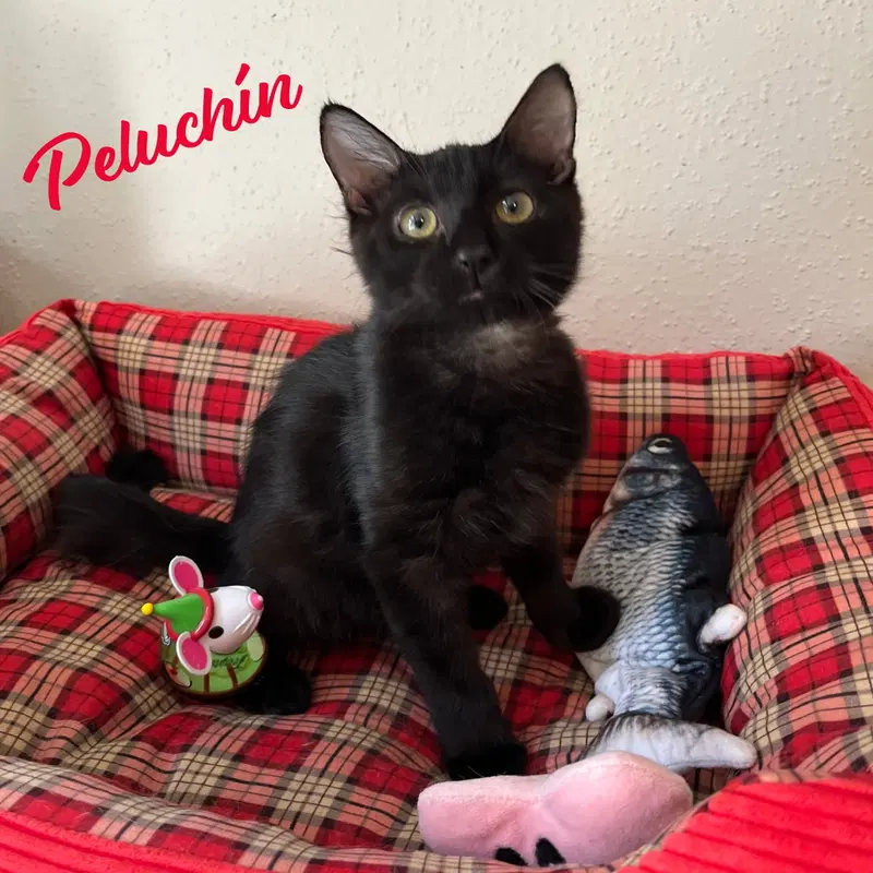 Peluchin, a male Bombay kitten up for adoption