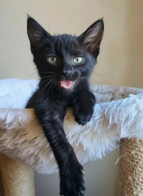 Eclipse, a female kitten up for adoption