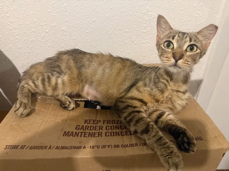 Cinnamon, photo 2