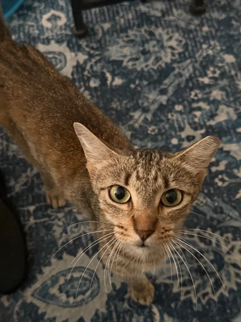 Cinnamon, photo 3