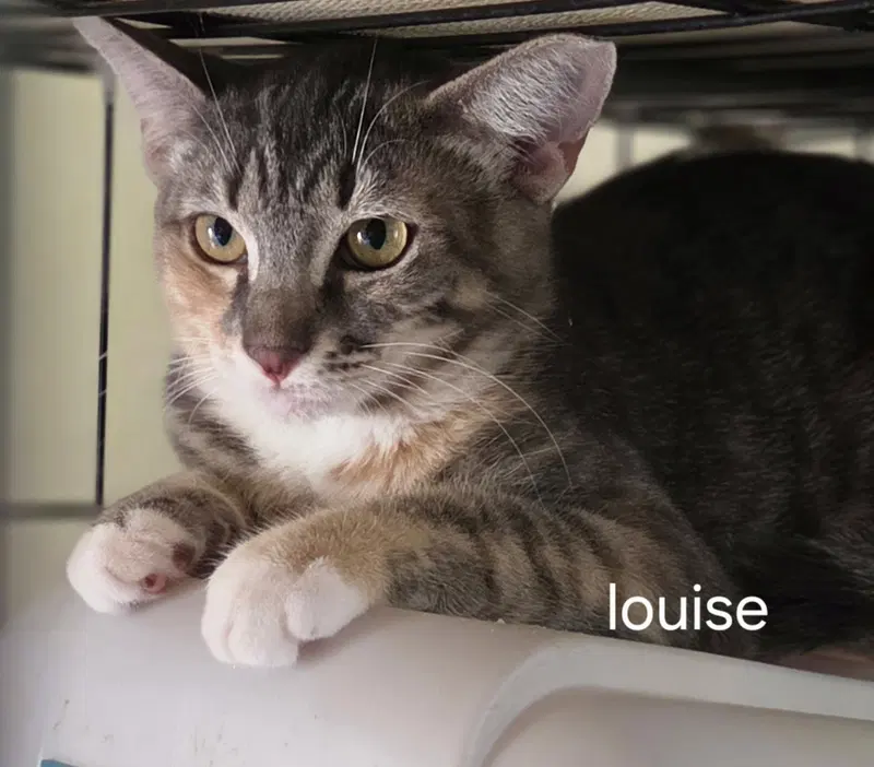 Louise, photo 2