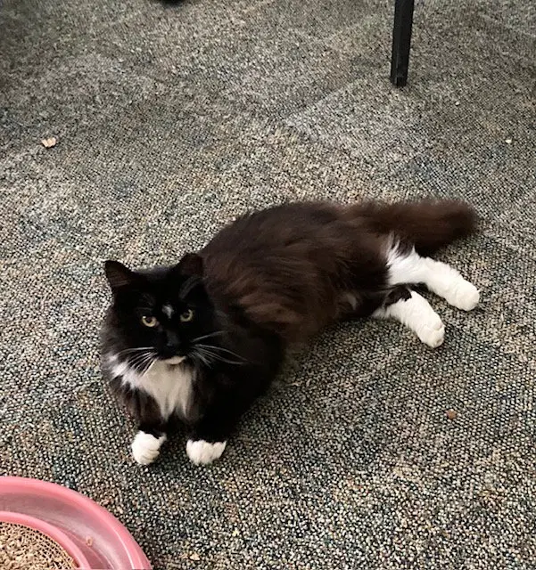 Dominoe, a senior male cat up for adoption