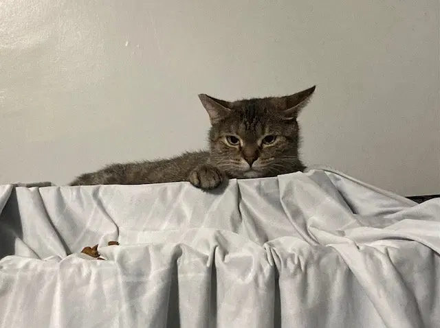 Holland bonded with Holly, a young female cat up for adoption