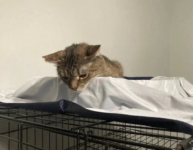 Holland bonded with Holly, photo 4
