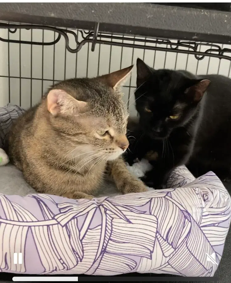 Holland bonded with Holly, photo 5